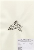 藏品(鐵釘菜)的圖片